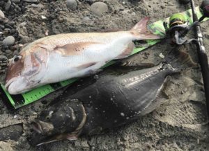 春の遠州灘サーフ。好調！！