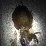 春イカ。シャロータイプで連発!!餌木王Kシャロー!