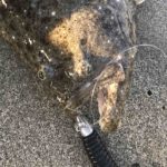 ヒラメ最強ワーム!?デスアダーのススメ。