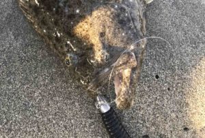 ヒラメ最強ワーム！？デスアダーのススメ。