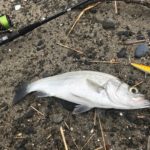 サーフで釣る!ヒラスズキ。釣れるルアーやコンディションって?