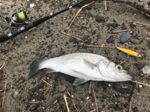 サーフで釣る！ヒラスズキ。釣れるルアーやコンディションって？