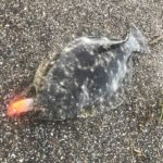 初夏の遠浅サーフ。いろいろ釣れます!!