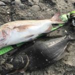 20ツインパワー。いろんな魚、大物も釣り、分かた事!インプレ。