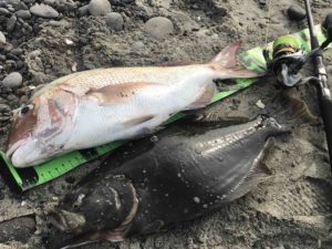 20ツインパワー。いろんな魚、大物も釣り、分かた事！インプレ。