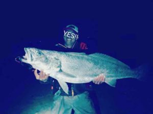サーフの怪魚オオニベが釣れた！