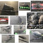 サーフで爆釣期間を過ごしてわかった事