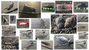 サーフで爆釣期間を過ごしてわかった事