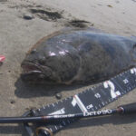 春の遠州灘。座布団ヒラメが釣れました。