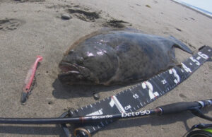 春の遠州灘。座布団ヒラメが釣れました。