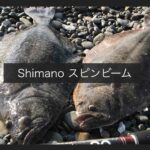 Shimano スピンビームでヒラメが釣れた