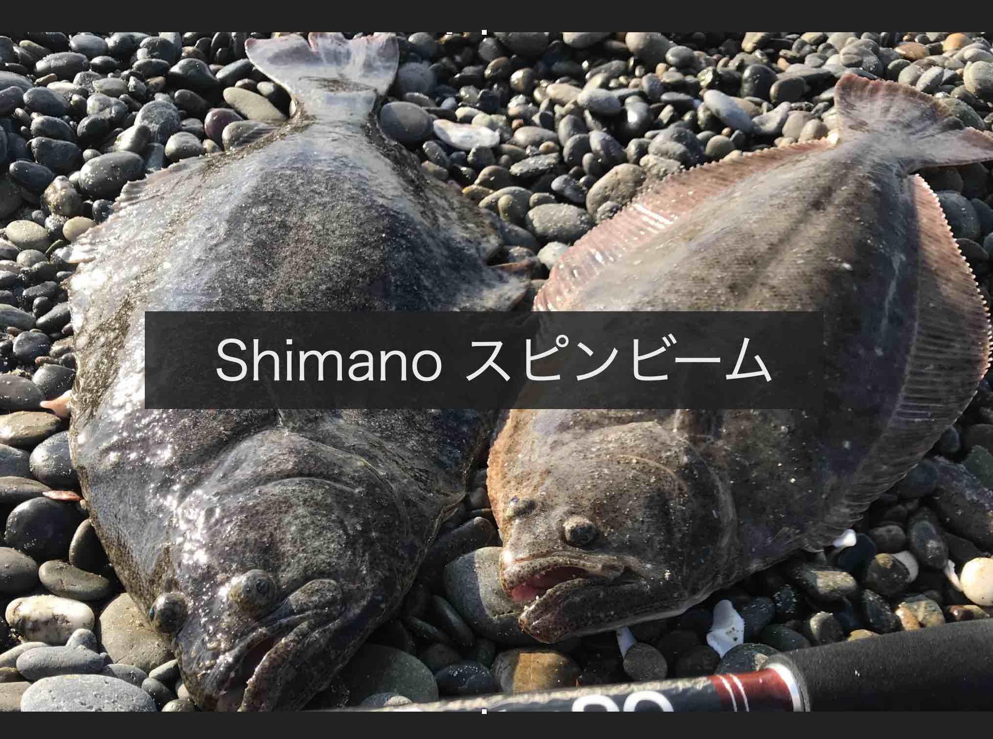 Shimano スピンビームでヒラメが釣れた