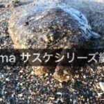ima サスケレッパ140でヒラメが釣れた